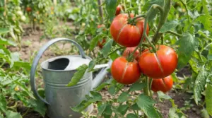 Pomodori spaccati sulla pianta in un orto con un annaffiatoio vicino