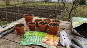 Vasi di terracotta con piantine su un tavolo da giardino accanto a bustine di semi di piselli, fave e cipolle