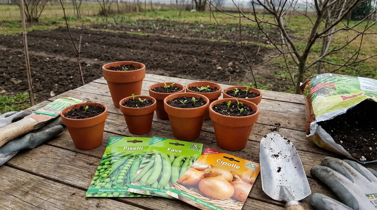 Vasi di terracotta con piantine su un tavolo da giardino accanto a bustine di semi di piselli, fave e cipolle