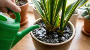 Una sansevieria in vaso viene annaffiata con un annaffiatoio verde