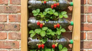 Piante di fragole che crescono in bottiglie di plastica montate su una parete di mattoni