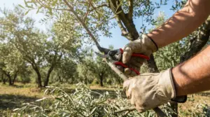 Persona con guanti da lavoro pota un ramo di ulivo con cesoie in un uliveto.