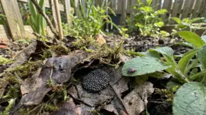 Nido di zecche su foglie cadute in un giardino, vicino a una zecca su una foglia verde