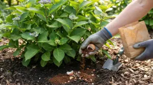 Mani con guanti che aggiungono gusci d'uovo e fondi di caffè al terreno sotto un'ortensia