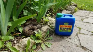 Serpente tra le piante in giardino accanto a un contenitore di repellente per serpenti