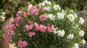 Cespuglio di oleandro con fiori rosa e bianchi in piena fioritura