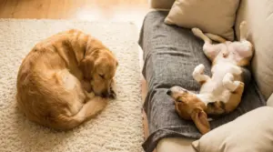 Due cani che dormono in posizioni diverse, uno raggomitolato su un tappeto, l'altro a pancia in su sul divano