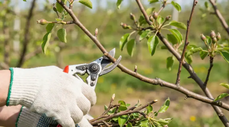 Mani con guanti da lavoro potano un ramo di albero da frutto con cesoie