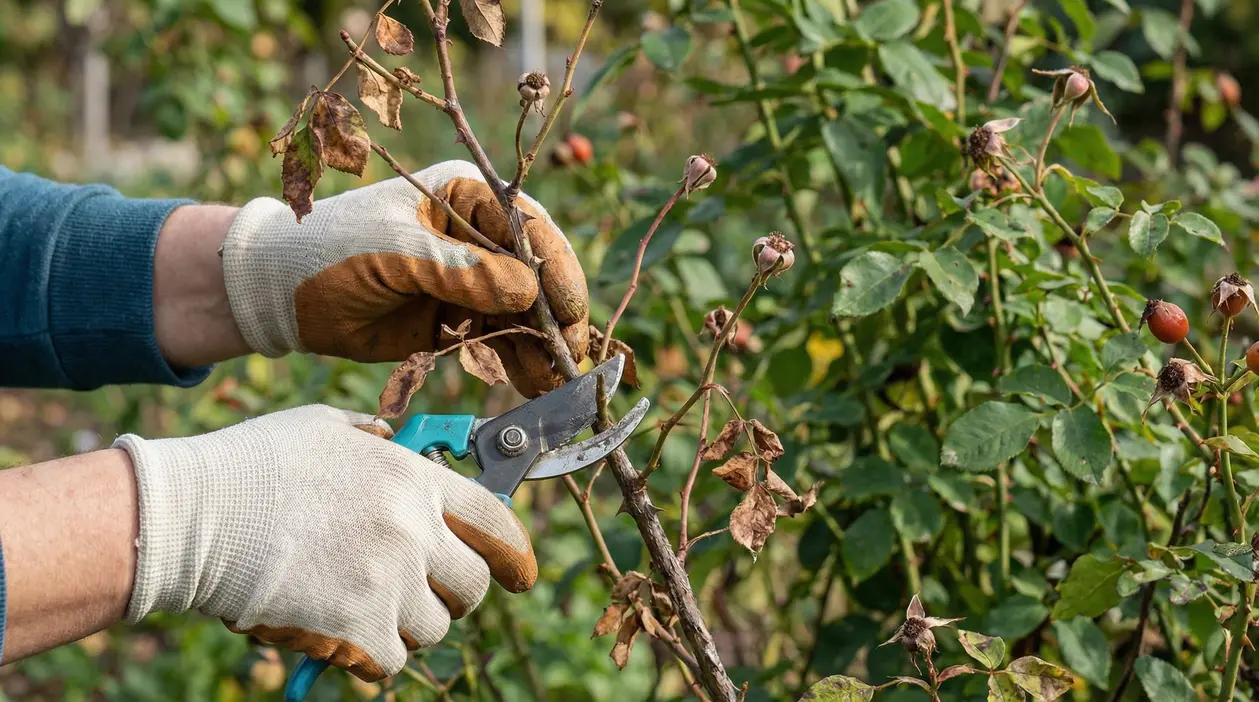 Mani con guanti da giardinaggio che potano un ramo secco di rosa
