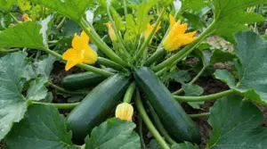 Pianta di zucchine con frutti maturi e fiori gialli in un orto