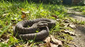 Un serpente marrone arrotolato sull'erba in un giardino soleggiato