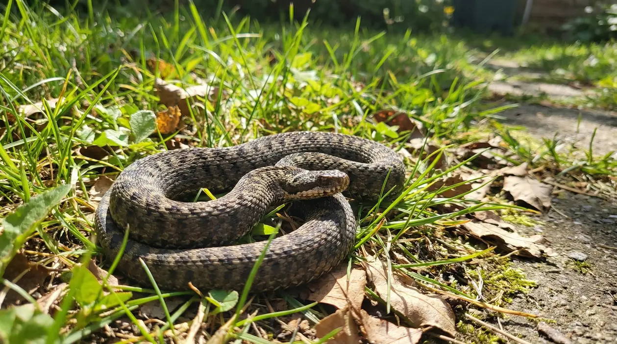 Un serpente marrone arrotolato sull'erba in un giardino soleggiato